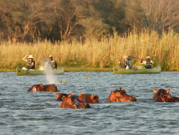 Hippos are considered one of Africa's most dangerous animals - remember to keep your distance!