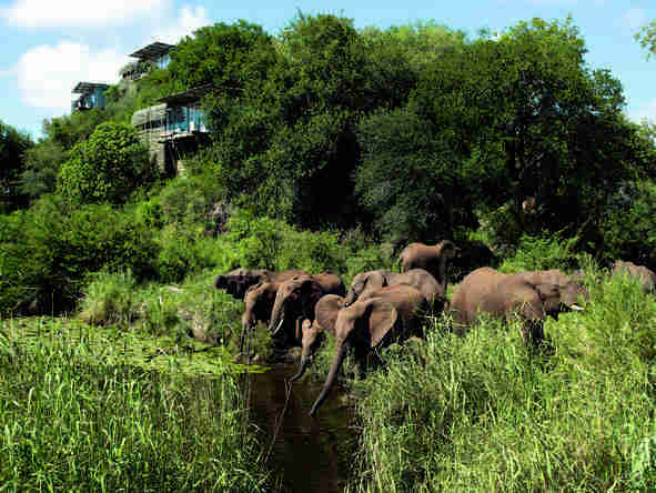 Singita Lebombo Lodge - Wildlife 