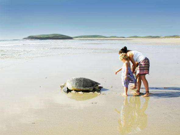 kenya kiwayu turtle on beach2273