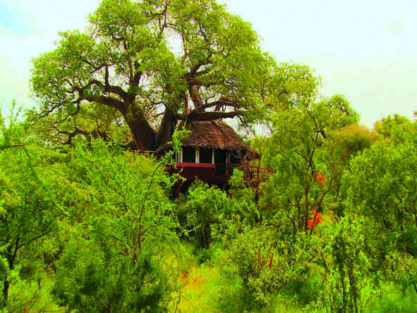 Tarangire Treetops - tree suites