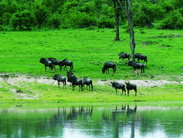 Affordable Kruger & Mauritius Honeymoon