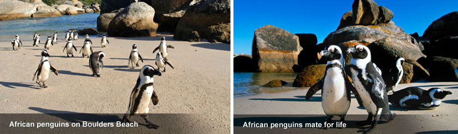Boulders Beach - penguins on the sand Boulders Beach - penguins on the sand