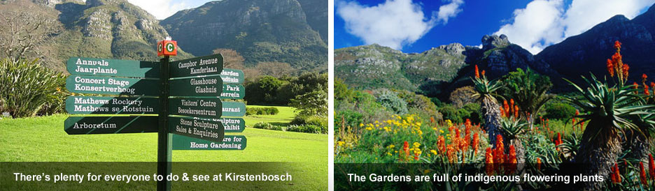 Kirstenbosch Gardens - botanical paradise Kirstenbosch Gardens - botanical paradise