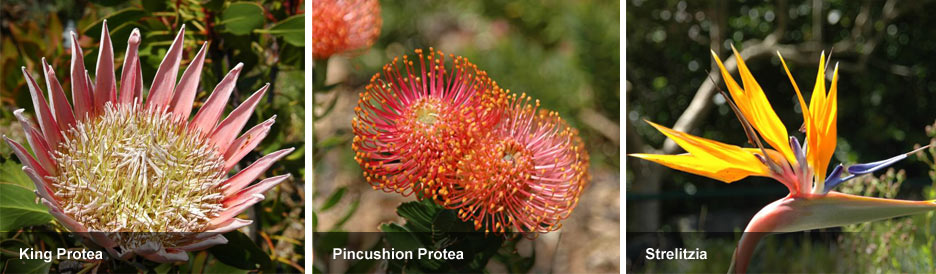 Kirstenbosch Gardens - beautiful flowers Kirstenbosch Gardens - beautiful flowers