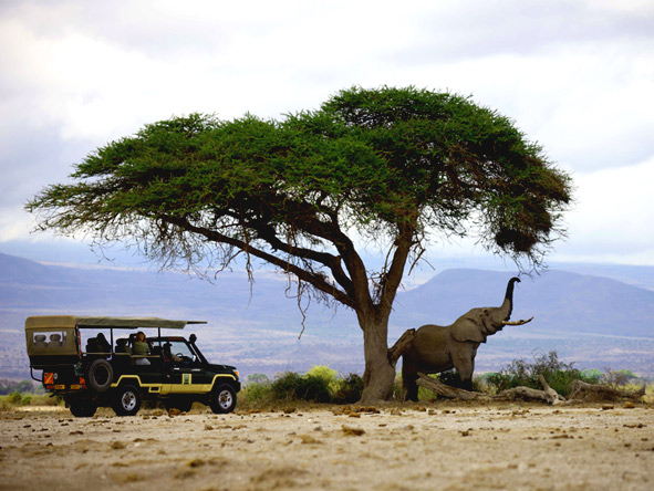Luxury Safaris gallery5
