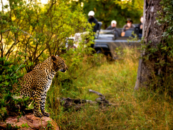 Luxury Safaris gallery7