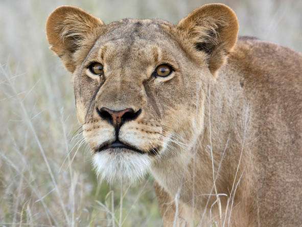 55 Botswana Gallery 11