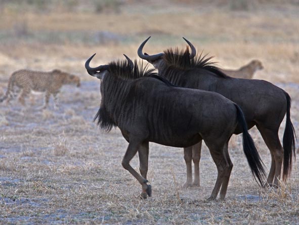 55 Botswana Gallery 13