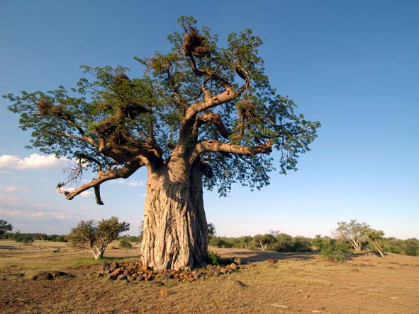 55 Botswana Gallery 15