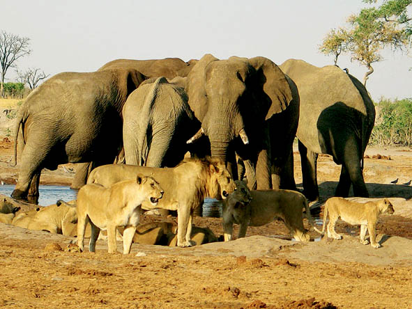 55 Botswana Gallery 16