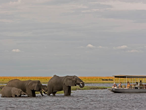 6295 - Chobe gallery2 