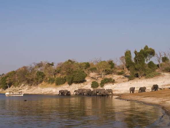 6295 - Chobe gallery5