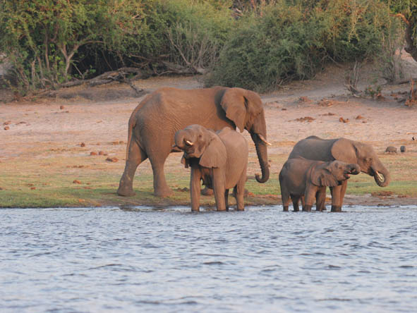 6295 - Chobe gallery6