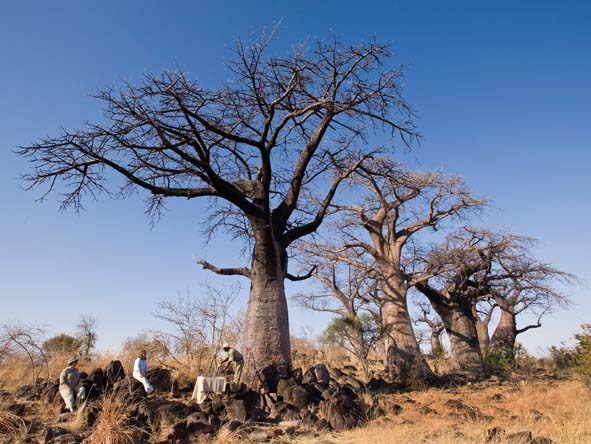 6295 - Chobe gallery13