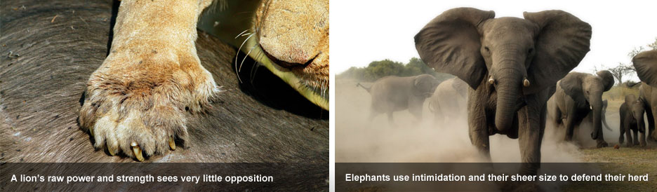 Elephant Eaters of the Savuti - raw power vs raw size Elephant Eaters of the Savuti - raw power vs raw size
