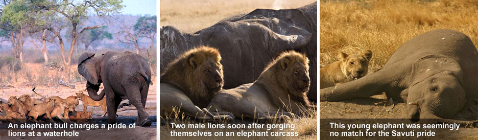 Elephant Eaters of the Savuti - the huge prides of the Savuti have learnt to overcome elephants Elephant Eaters of the Savuti - the huge prides of the Savuti have learnt to overcome elephants