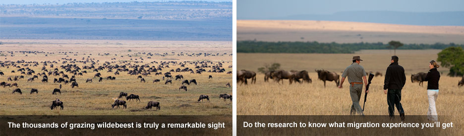 How the Migration Works - find out when to go to get the most out your experiences. How the Migration Works - find out when to go to get the most out your experiences.