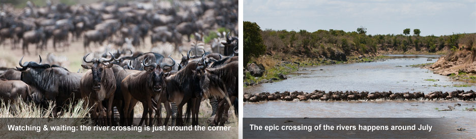 How the Migration Works - the herds wait nervously on the river banks before crossing. How the Migration Works - the herds wait nervously on the river banks before crossing.