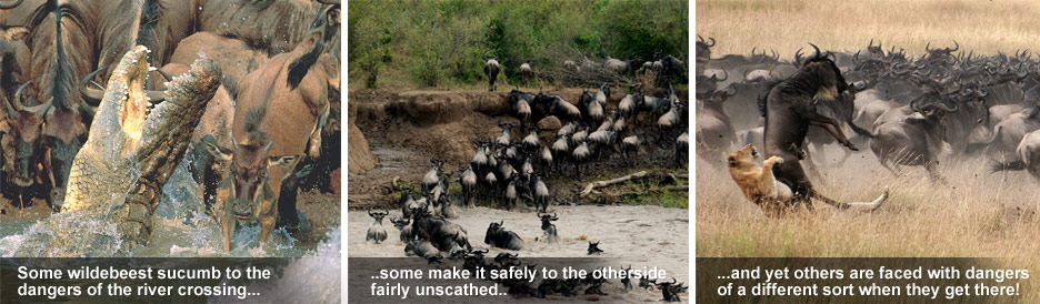 How the Migration Works - the crossing awakens the dangers of the Serengeti & Masai Mara... How the Migration Works - the crossing awakens the dangers of the Serengeti & Masai Mara...