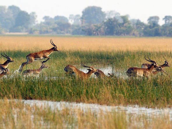 6371 - Okavango Delta Gallery12