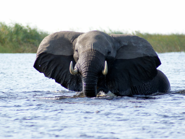 Delta & Chobe Trail