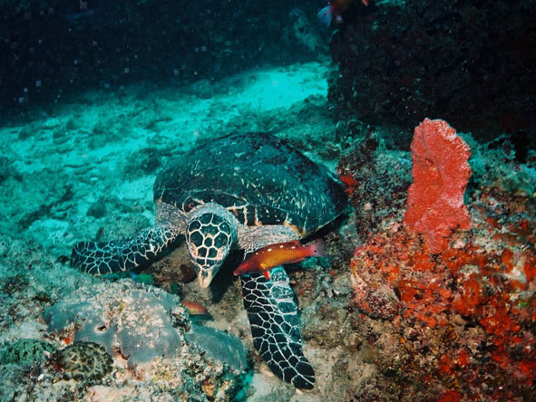 Discover Mozambique