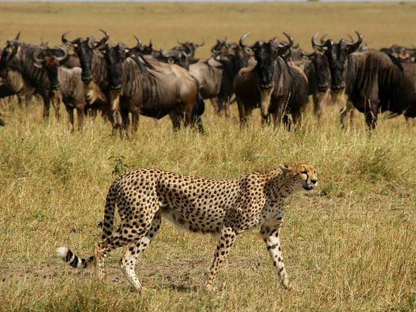 Kenya Gallery13