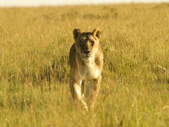 Kenya Gallery15