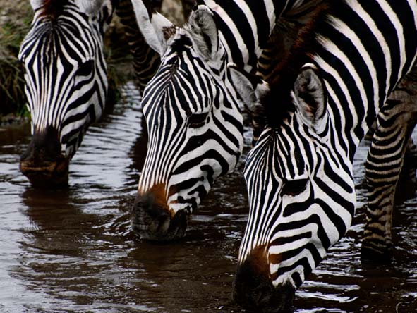 Tanzania Gallery2