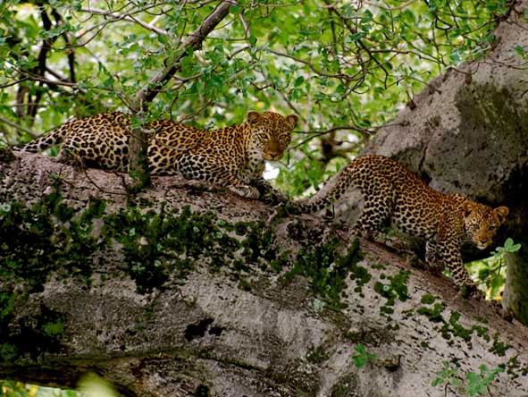 Tanzania Gallery4