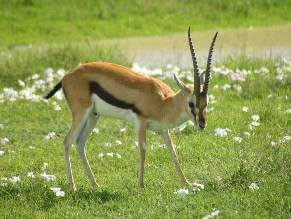 Tanzania Gallery9