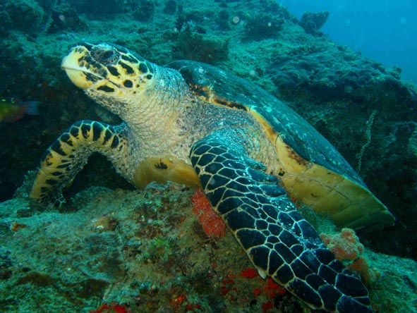 Mozambique Gallery12