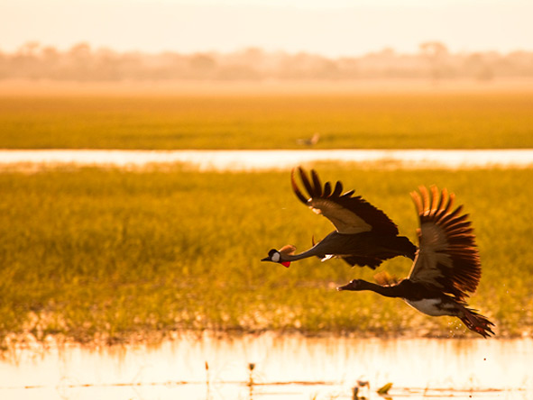 Gorongosa has phenomenal birdlife: here a grey crowned crane & spur-winged goose fly over the wetlands. © Steven Le Vourch