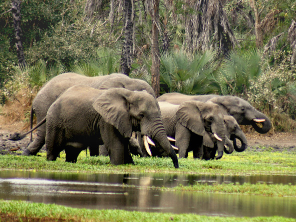 Gorongosa is home to about 300 elephants, often seen at the park’s rivers & waterholes in the dry season.