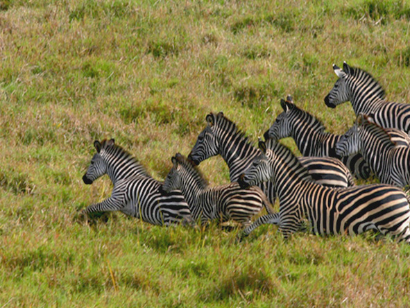Gorongosa is home to Crawshay’s zebra, whose stripes are thinner & denser than other zebra species. © Paul Kerrison