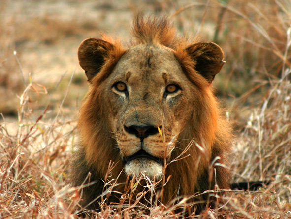 Lion numbers are on the increase & a project is underway to restore the species to its full capacity in the park. © Robert Spaan