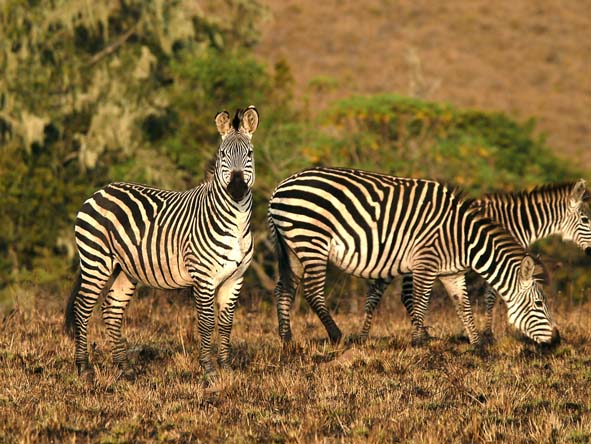 Malawi Gallery12