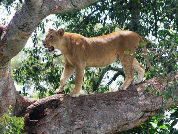 Uganda Gallery4