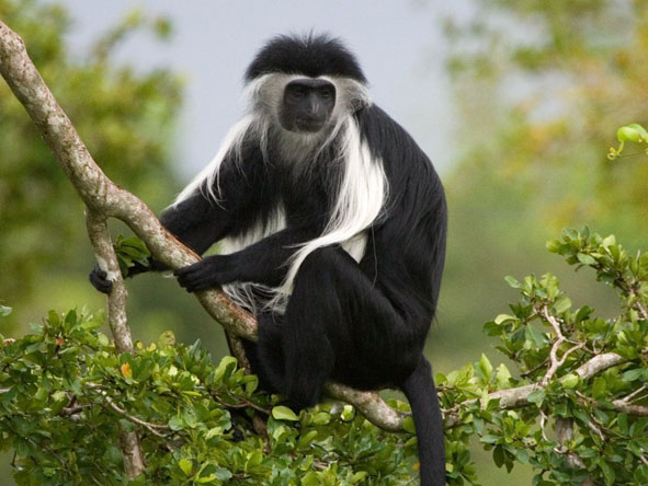 Uganda Gallery5