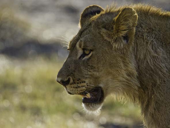 Zimbabwe Gallery12