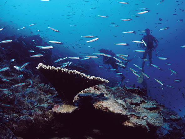 Mauritius Gallery3