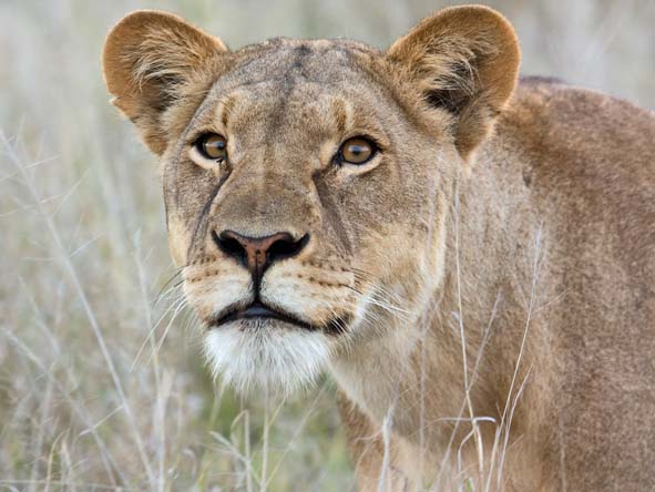 Botswana Luxury Gallery4