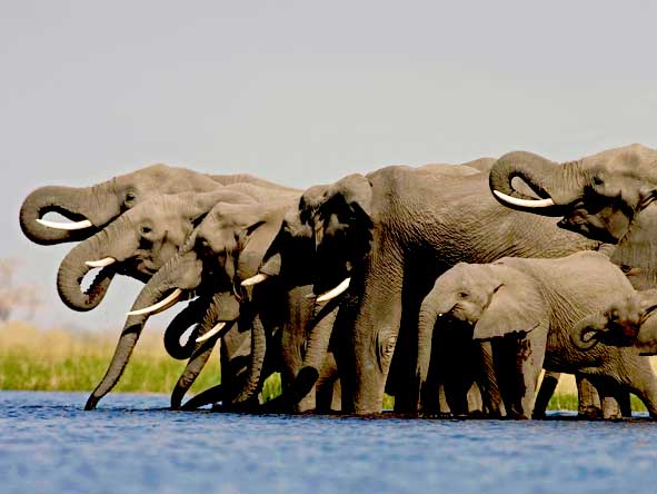 Botswana Luxury Gallery11
