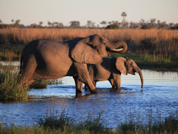Botswana Honeymoon Gallery2