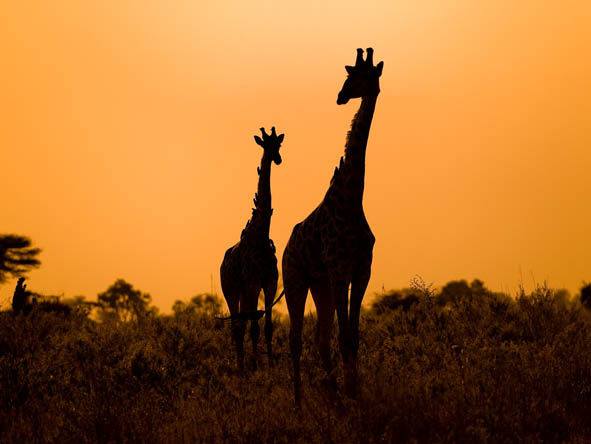 Botswana Honeymoon Gallery3