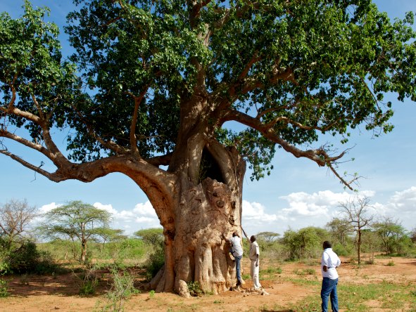 Voyager Ziwani Safari Camp