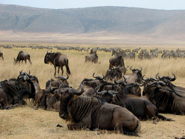 Ngorongoro Crater Gallery1