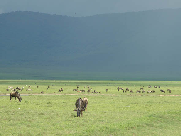 Ngorongoro Crater Gallery3