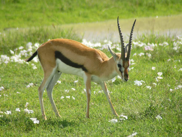 Ngorongoro Crater Gallery4