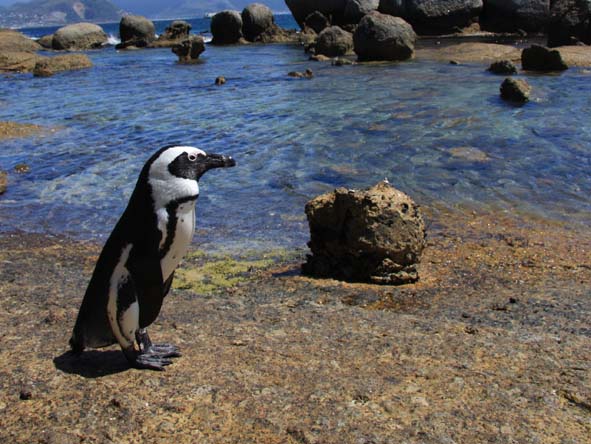 Cape Town Gallery 5